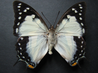 Polyura sempronius sempronius - Adult